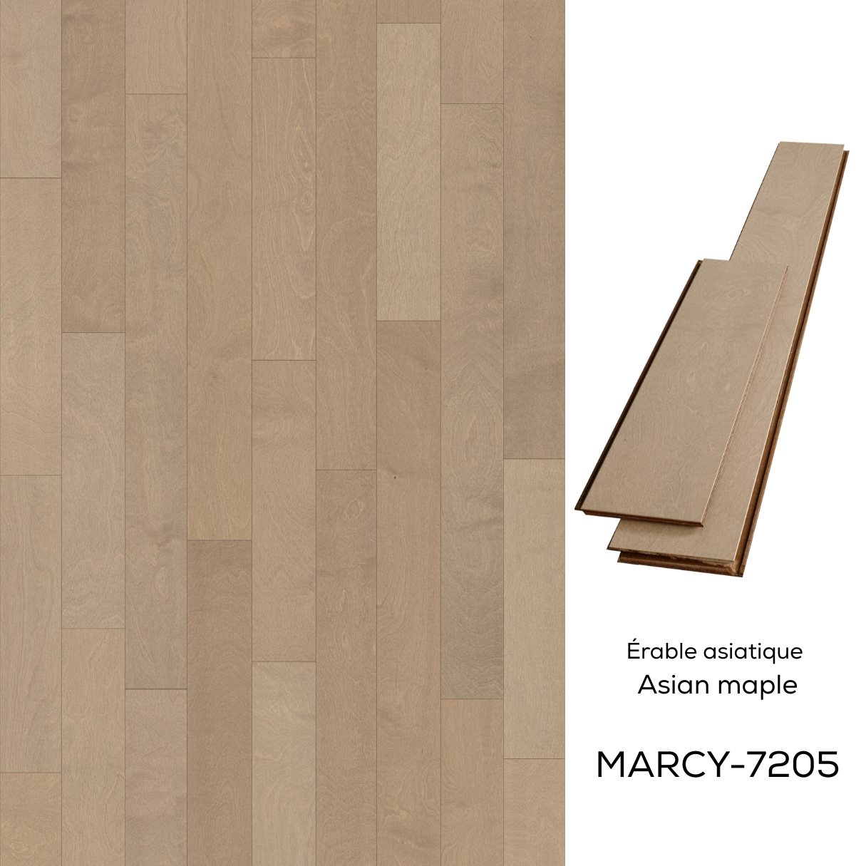 7205-Marcy